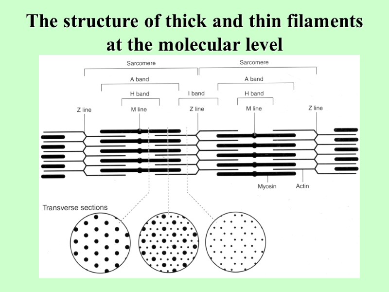 The structure of thick and thin filaments at the molecular level